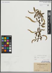 Foto von Salix alba L. x Salix fragilis L.